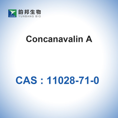 CAS 11028-71-0 Concanavalin A van Canavalia Ensiformis Jack Bean